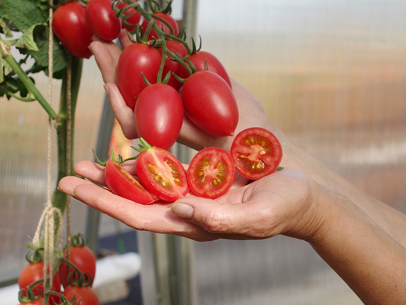 Партнер Томат ЧЕРРИ СОКОТРА F1 ^(5шт) 2-ной пак, изображение 1