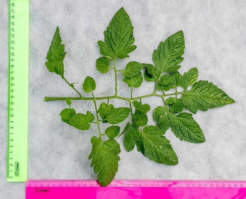 Партнер Томат ЧЕРРИ КОКТА F1 ^(5шт) 2-ной пак, изображение 1