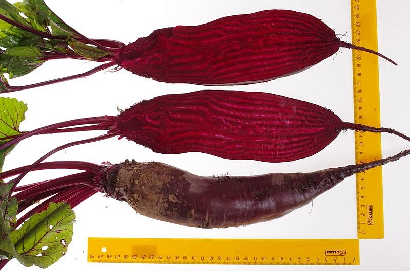 Партнер Свекла КАЛИПСО ^(3г), изображение 4