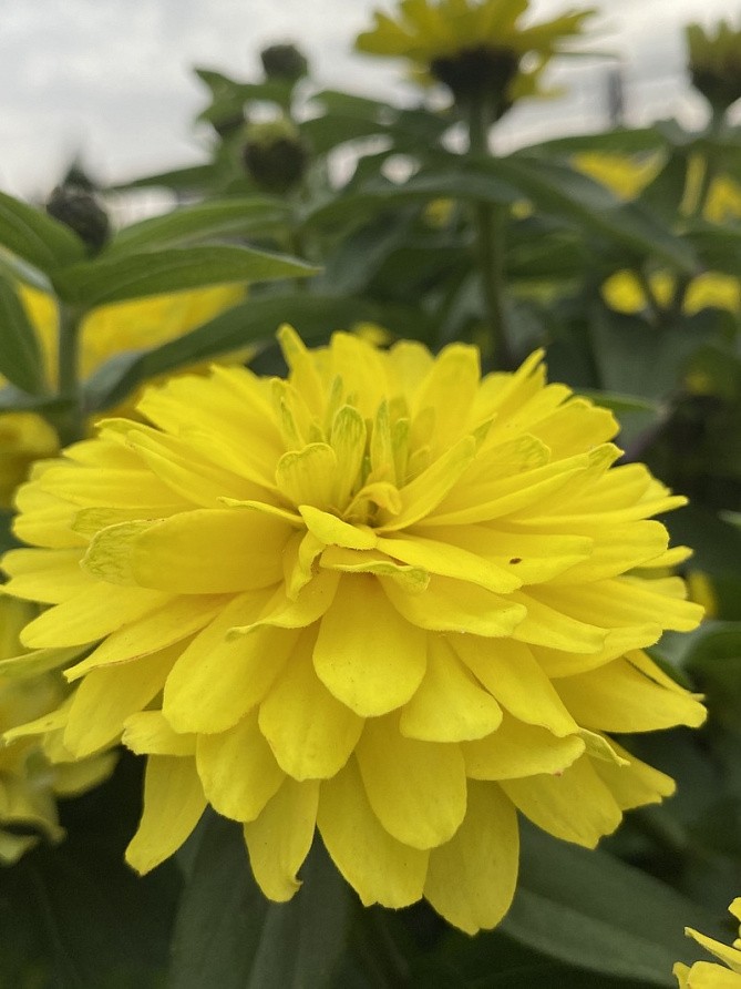 Партнер Цинния МЕДОВАЯ КОВРИЖКА / мариландская махровая ^(5шт), изображение 5