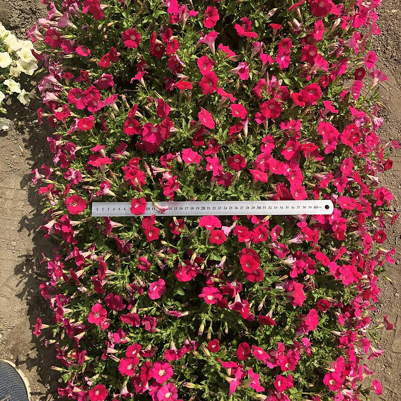 Партнер Петуния серия "Амбре" РОЗЕТТА F1 / многоцветковая каскадная^(5шт в амп), изображение 4