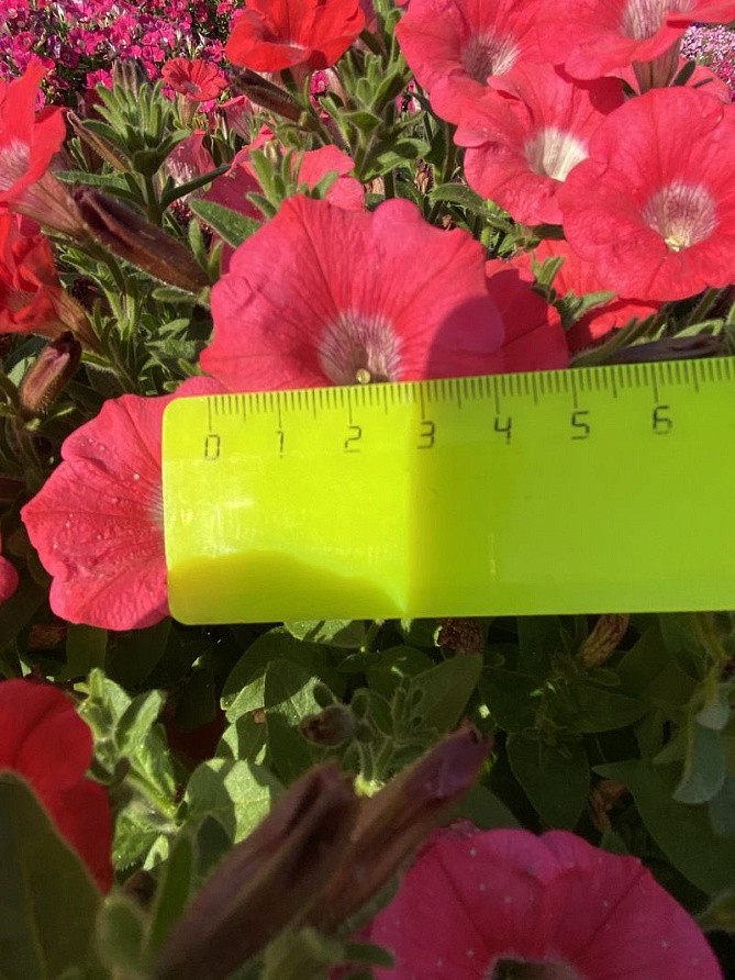 Партнер Петуния серия "Мими" СТЕФАНИЯ F1 / многоцветковая каскадная^(5шт в амп), изображение 2