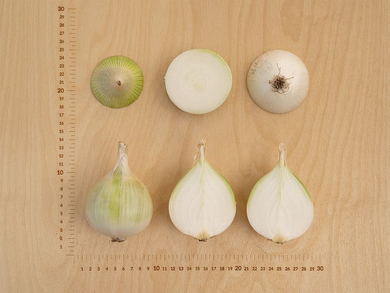 Партнер Лук репчатый КОМЕТА F1 ^(0,5г), изображение 5