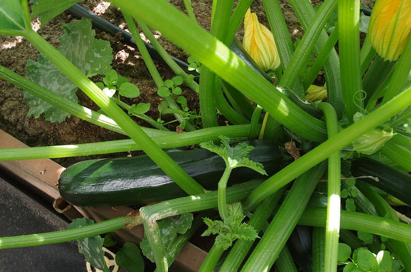 Партнер Кабачок цуккини НЕФРИТ ^(10шт), изображение 6