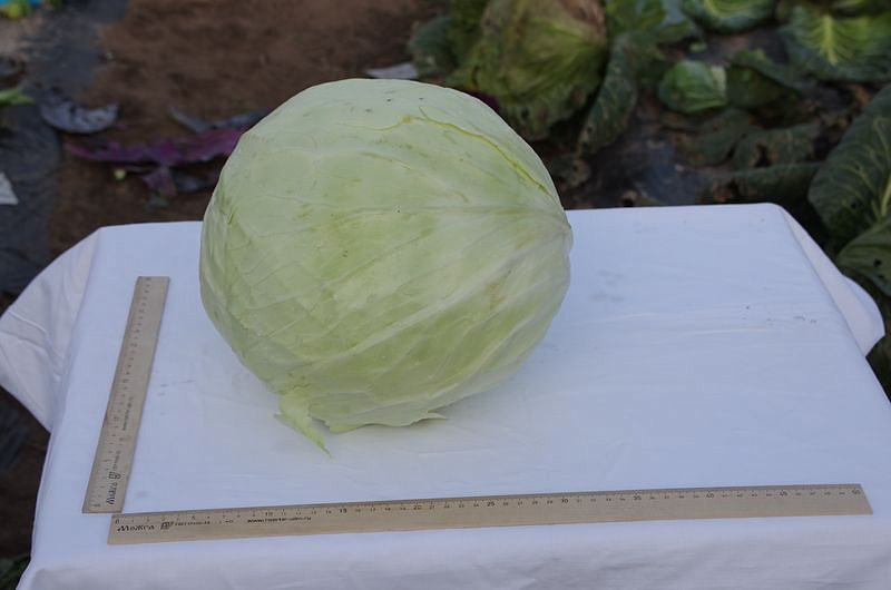 Партнер Капуста б/к МИШУТКА F1 ^(0,2г в амп), изображение 3