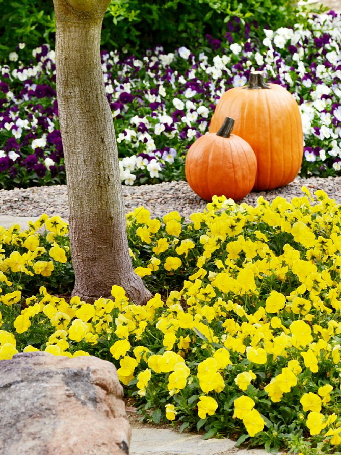 Партнер Виола F1 ампельная КУЛ ВЭЙВ ГОЛДЕН ЕЛЛОУ ^(5шт в амп), изображение 5