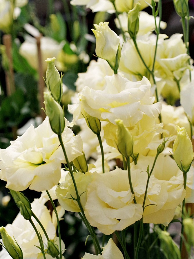 Партнер Эустома F1 срезочная махровая МАДАМ НОУЛЗ ^(5шт в амп), изображение 5