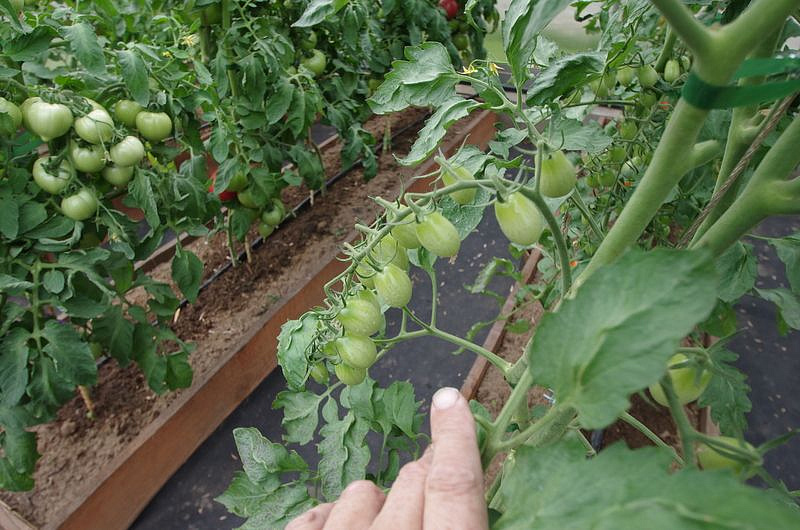 Партнер Томат Черри ЛЯ МУР F1 ^(5шт) 2-ной пак, изображение 9