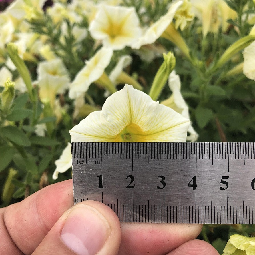 Партнер Петуния серия "Лагуна" ОРАБЕЛЬ F1 /многоцветковая (мини) каскадная желтая ^(5шт в амп), изображение 3