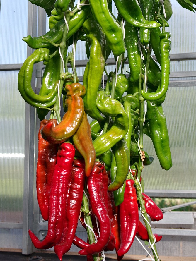 Партнер Перец РУБИНЕ F1 ^(5шт) 2-ной пак, изображение 5