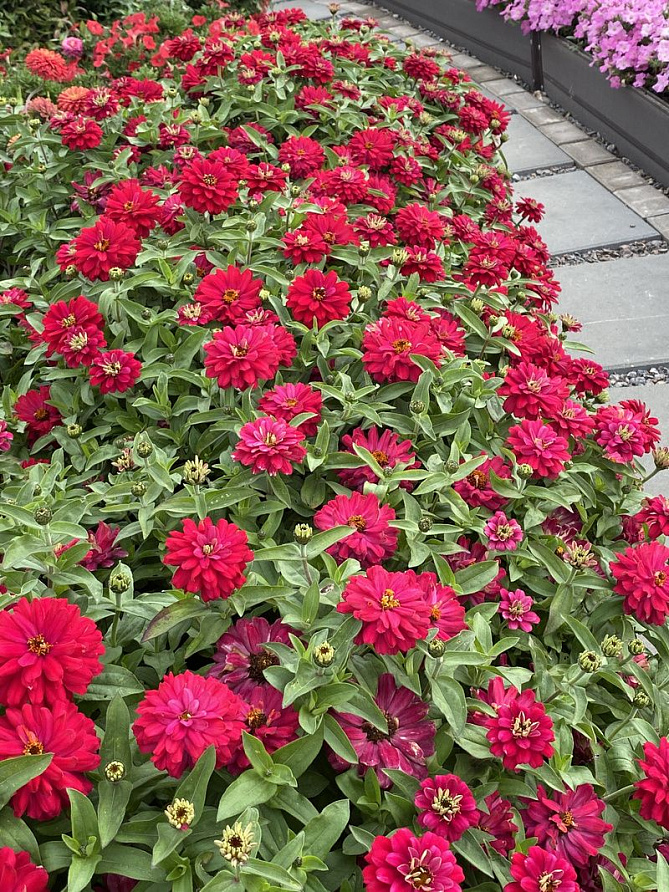 Партнер Цинния ВИШНЕВЫЙ ПИРОГ / мариландская махровая ^(5шт) , изображение 5