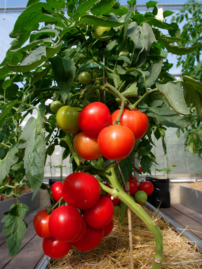 Партнер Томат КОЛОРИТ F1 ^(5шт) 2-ной пак, изображение 6