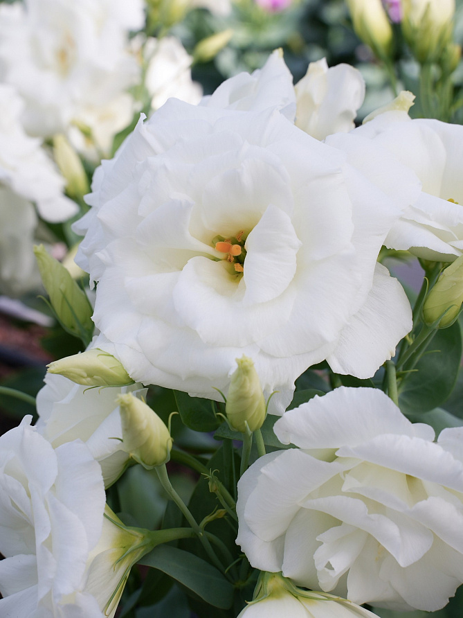 Партнер Эустома F1 карликовая махровая ЛЕДИ БЭНКС ^(5шт в амп), изображение 1