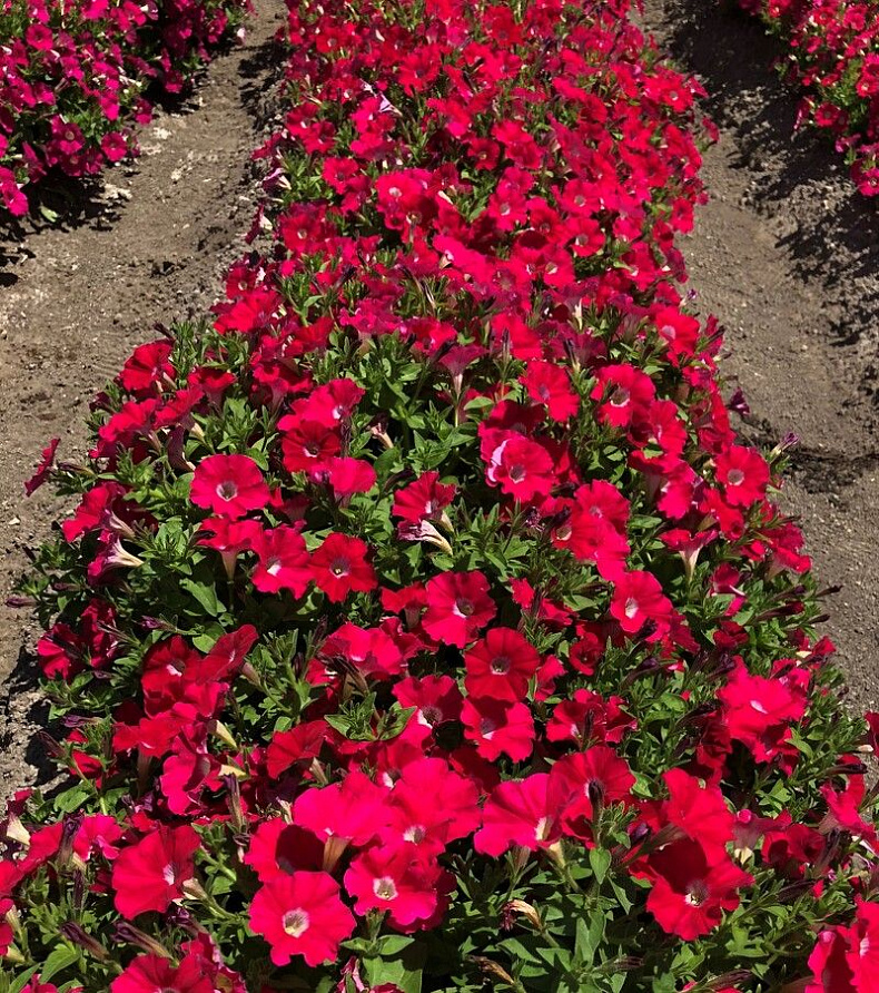 Партнер Петуния серия "Мими" ПАОЛА F1 / многоцветковая каскадная^(5шт в амп), изображение 2