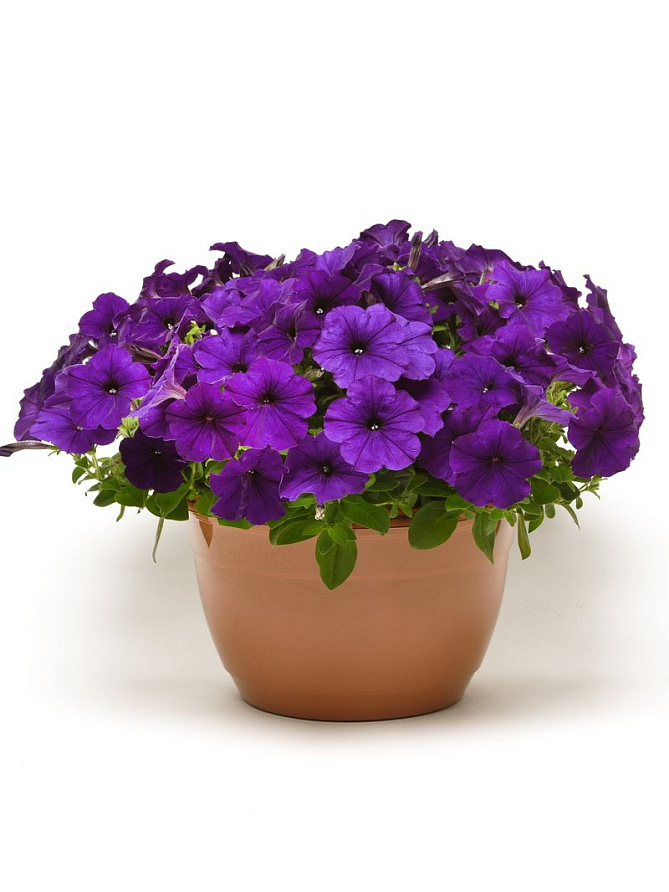 Партнер Петуния серия "Ма Шери" МАРИКА F1 / многоцветковая полуампельная^(5шт в амп), изображение 2