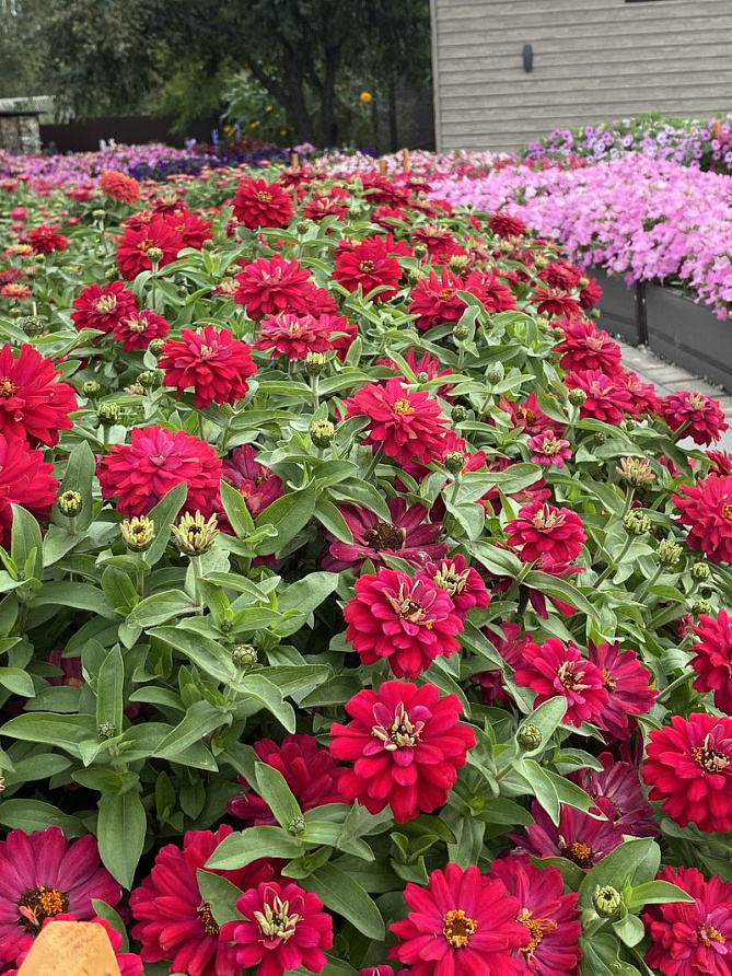 Партнер Цинния ВИШНЕВЫЙ ПИРОГ / мариландская махровая ^(5шт) , изображение 3