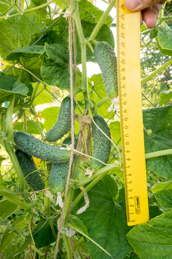 Партнер Огурец ЭСТЕТ F1 ^(5шт), изображение 5