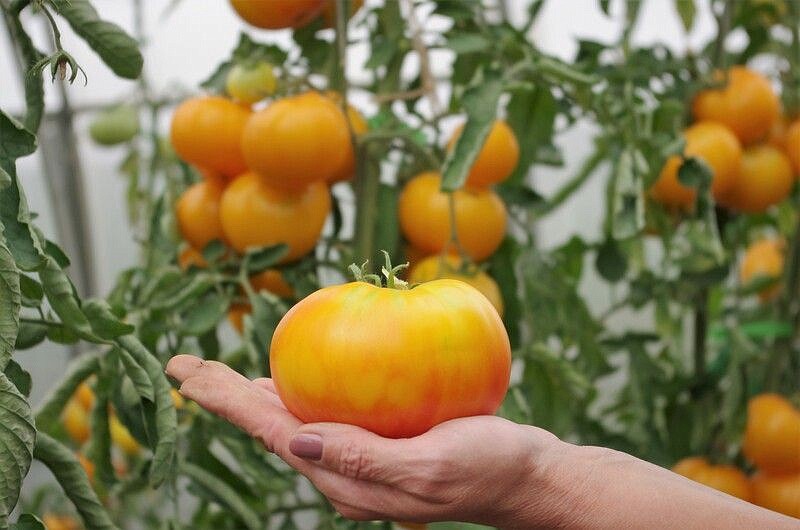 Партнер Томат АЗОЮШКА ^(10шт) 2-ной пак, изображение 4