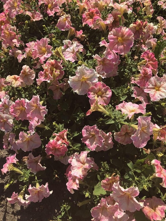 Партнер Петуния серия "Лулу" КОКТЕЙЛЬ F1 / крупноцветковая каскадная^(5шт в амп), изображение 1