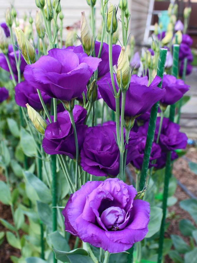 Партнер Эустома F1 срезочная махровая МАДАМ НАЙТЛИ ^(5шт в амп), изображение 1