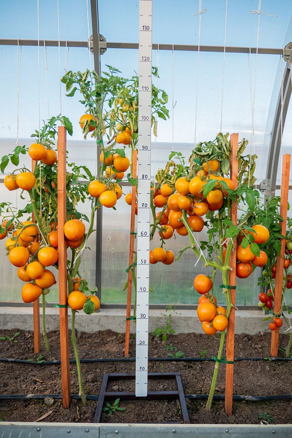 Партнер Томат ЗОЛОТАЯ МИЛЯ F1 ^(0,05г) 2-ной пак, изображение 6