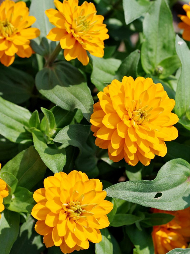 Партнер Цинния МАНДАРИНОВЫЙ КОНФИТЮР / мариландская махровая ^(5шт) , изображение 2