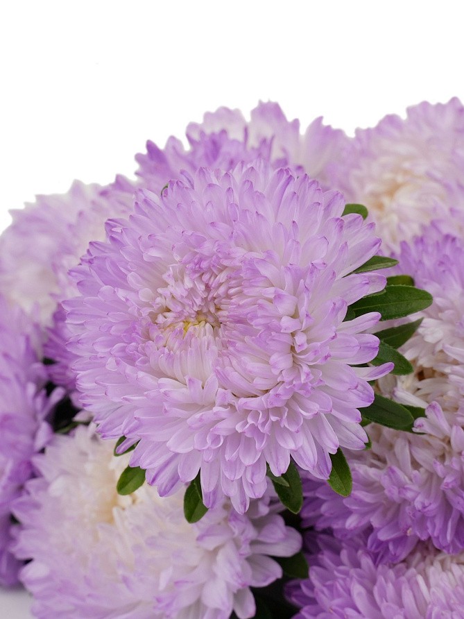 Партнер Астра китайская ЗАЧАРОВАННАЯ ^(5шт в амп), изображение 1