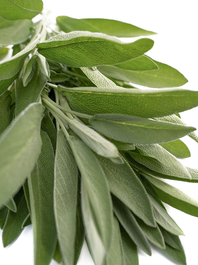 Партнер Шалфей лекарственный АЙБОЛИТ ^(0,5г), изображение 5