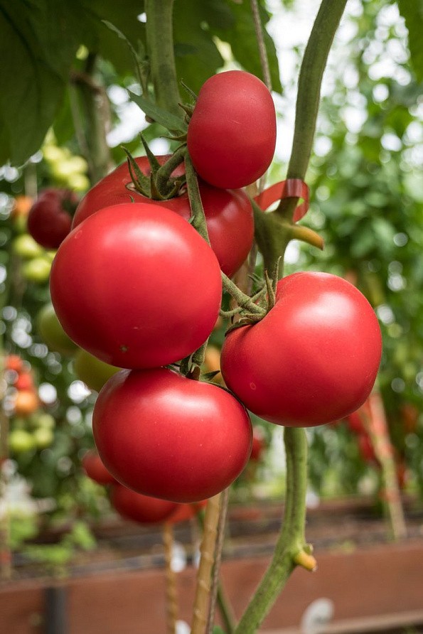 Партнер Томат КОРОЛЕВА F1 ^(5шт) 2-ной пак, изображение 5