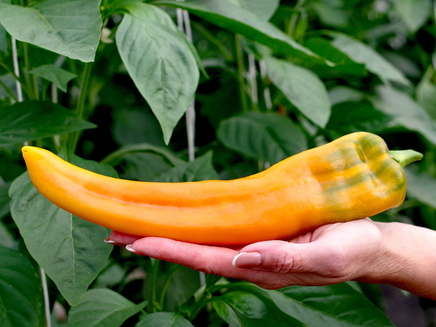 Партнер Перец ЖЕЛТАЯ КАПИЯ F1 ^(5шт) 2-ной пак, изображение 5