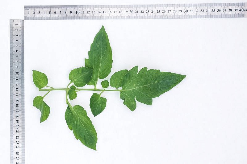 Партнер Томат ПЛАМЯ F1 ^(10шт) 2-ной пак, изображение 2