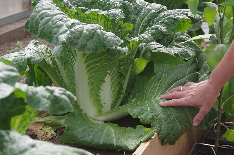 Партнер Капуста Пекинская ГИДРА F1 ^(0,5г), изображение 2