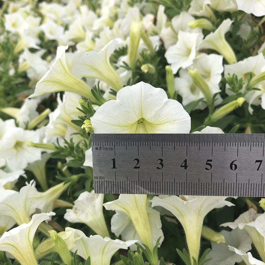 Партнер Петуния серия "Лагуна" АНТУАНЕТТА F1 / многоцветковая каскадно-ампельная^(5шт в амп), изображение 4