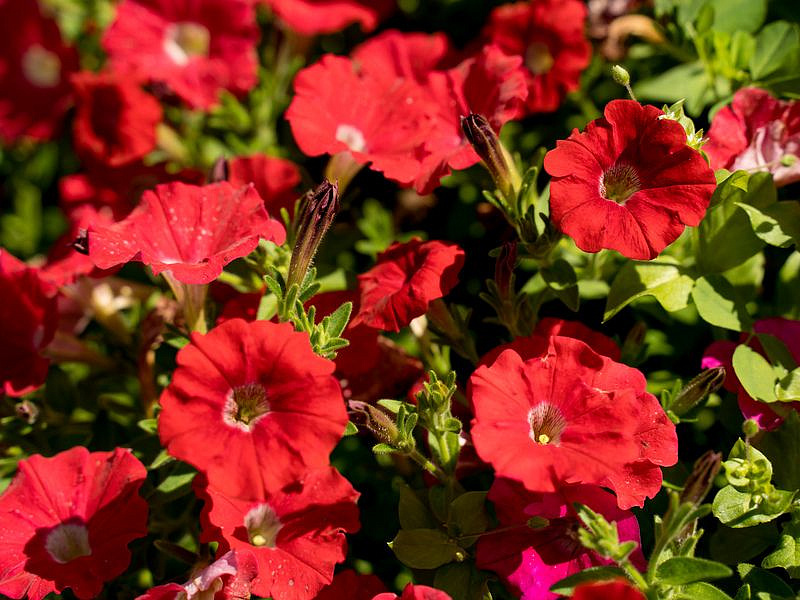 Партнер Петуния серия "Амбре" ВИТЕЛИЯ F1 / многоцветковая каскадная^(5шт в амп), изображение 1