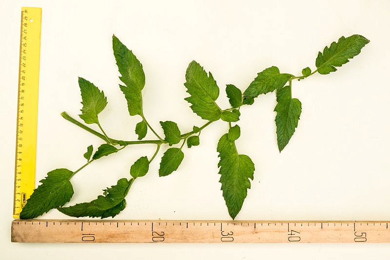 Партнер Томат БУРАЯ ГРОЗДЬ F1 ^(10шт) 2-ной пак, изображение 11