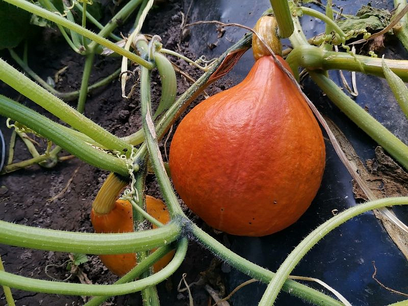 Партнер Тыква УЧИКИ КУРИ ^(10шт), изображение 5