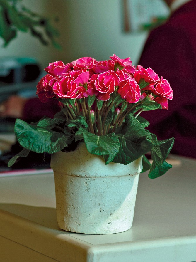 Партнер Примула F1 махровая серия "Тет-а-тет" ФРАНЦУЗСКИЙ ШАРМ ^(5шт в амп), изображение 1