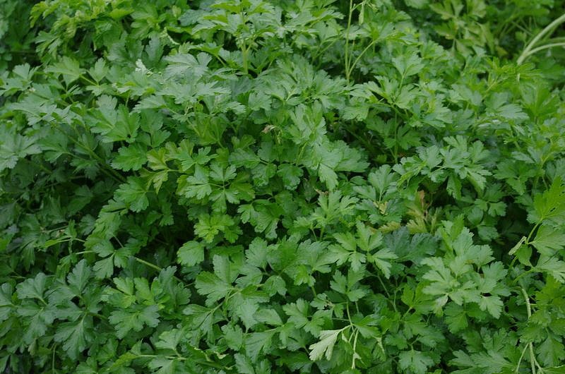 Партнер Петрушка листовая РИАЛТО ^(2г), изображение 2