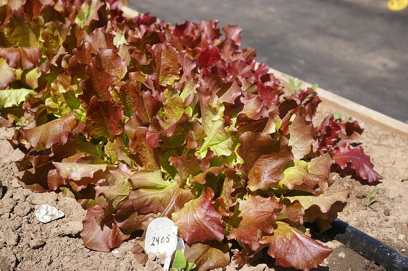 Партнер Салат листовой РОСЕЛЛА ^(1г), изображение 4