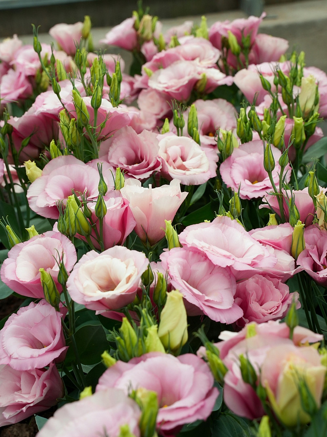 Партнер Эустома F1 карликовая махровая ЛЕДИ МАРГАРЭТ ^(5шт в амп), изображение 5