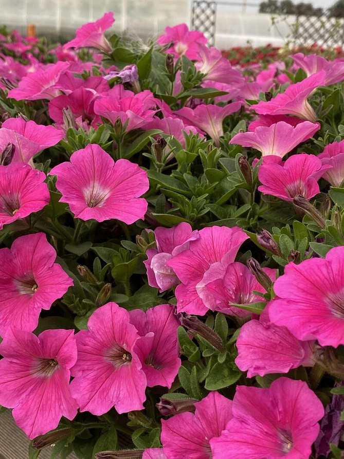 Партнер Петуния серия "Итальянка" РОЗАБЕЛЛА F1 / многоцветковая каскадная^(5шт в амп), изображение 6