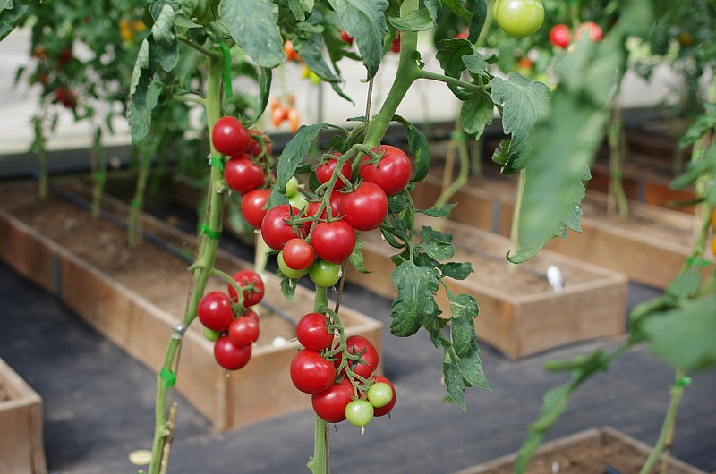 Партнер Томат МАЛИНОВЫЙ КОКТЕЙЛЬ F1 ^(5шт) 2-ной пак, изображение 1