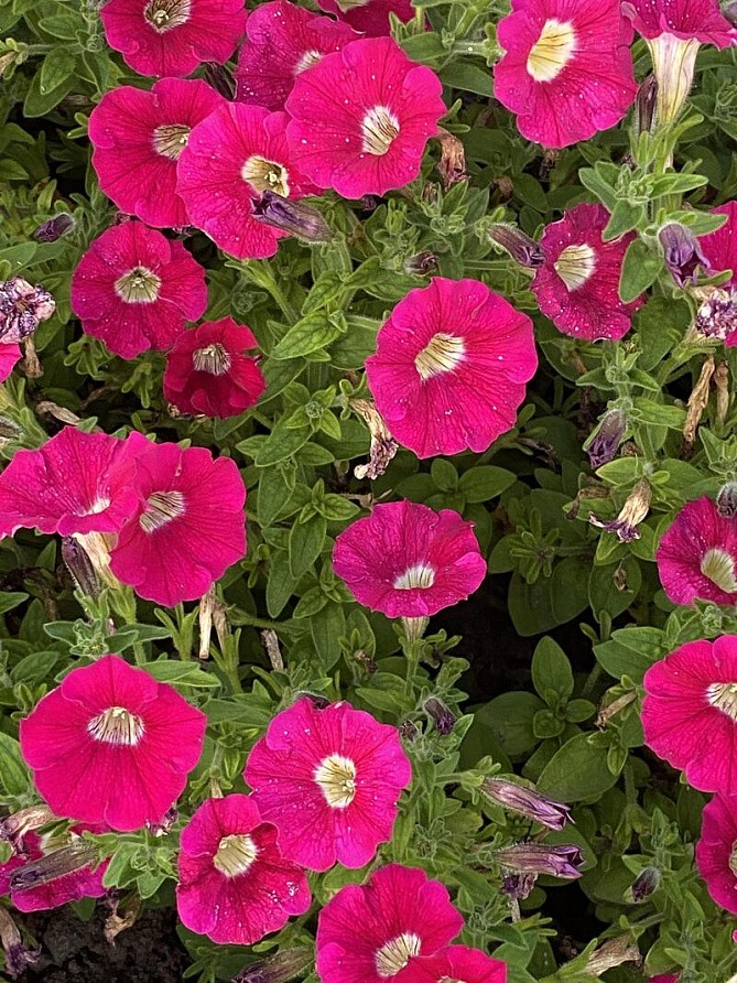 Партнер Петуния серия "Ма Шери" ФИОНА F1 /многоцветковая полуампельная ^(5шт в амп), изображение 4