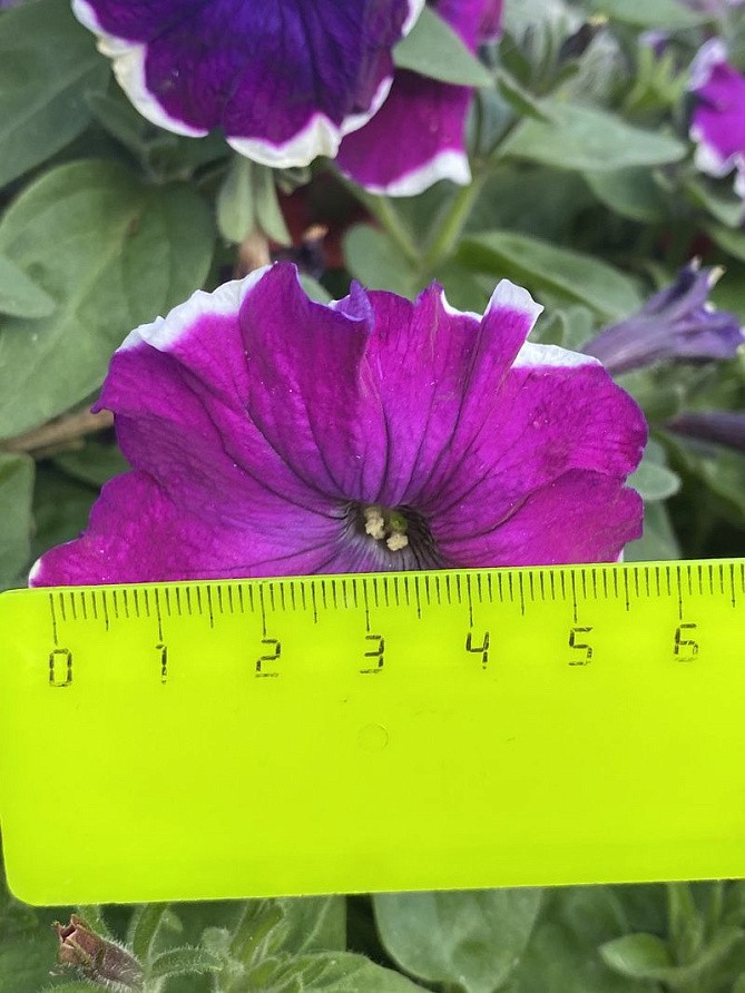 Партнер Петуния серия "Белладонна" ВЕЛЬВЕТ ПИКОТИ F1/ многоцветковая каскадная^(5шт в амп), изображение 1