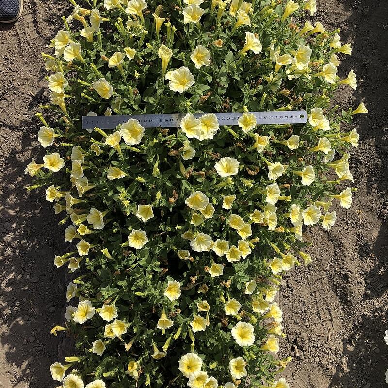 Партнер Петуния серия "Итальянка" ФУЛЬВИЯ F1 / многоцветковая каскадная^(5шт в амп), изображение 3