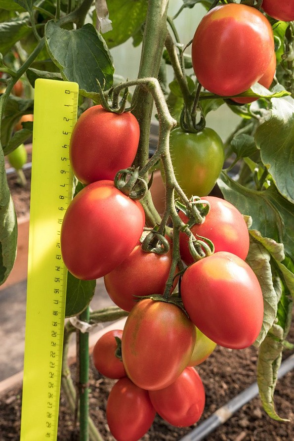 Партнер Томат ПОКРАСНЕВШАЯ НЕВЕСТА F1 ^(10шт) 2-ной пак, изображение 6