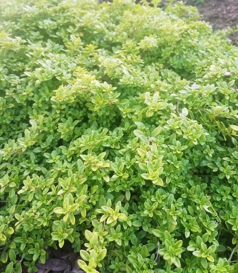 Партнер Тимьян овощной МЕДОК ^(0,2г), изображение 1