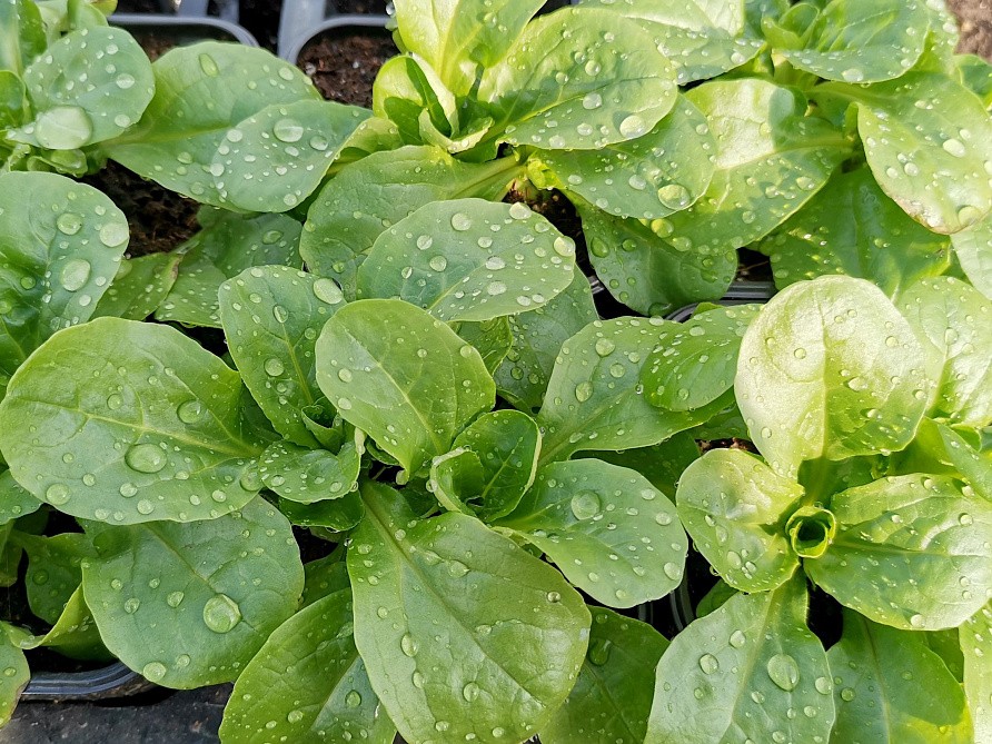 Партнер Салат полевой ЭКСПРОМТ ^(1г), изображение 1