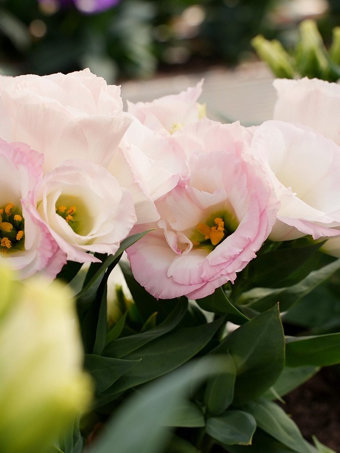 Партнер Эустома F1 карликовая махровая ЛЕДИ КЭМЕРОН ^(5шт в амп), изображение 3