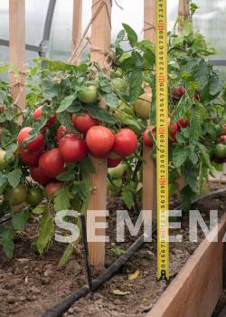 Партнер Томат ЛИМЕРЕНС F1 ^(0,05г) 2-ной пак фото 4